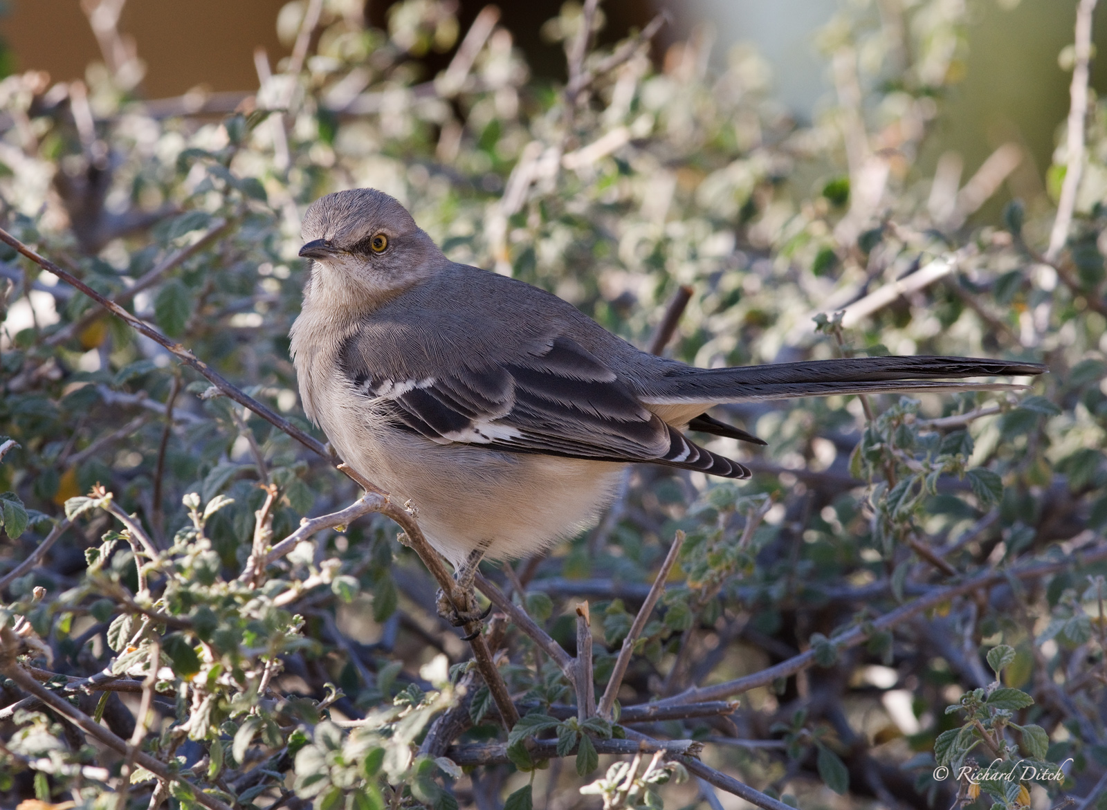 Northern Mockingbird