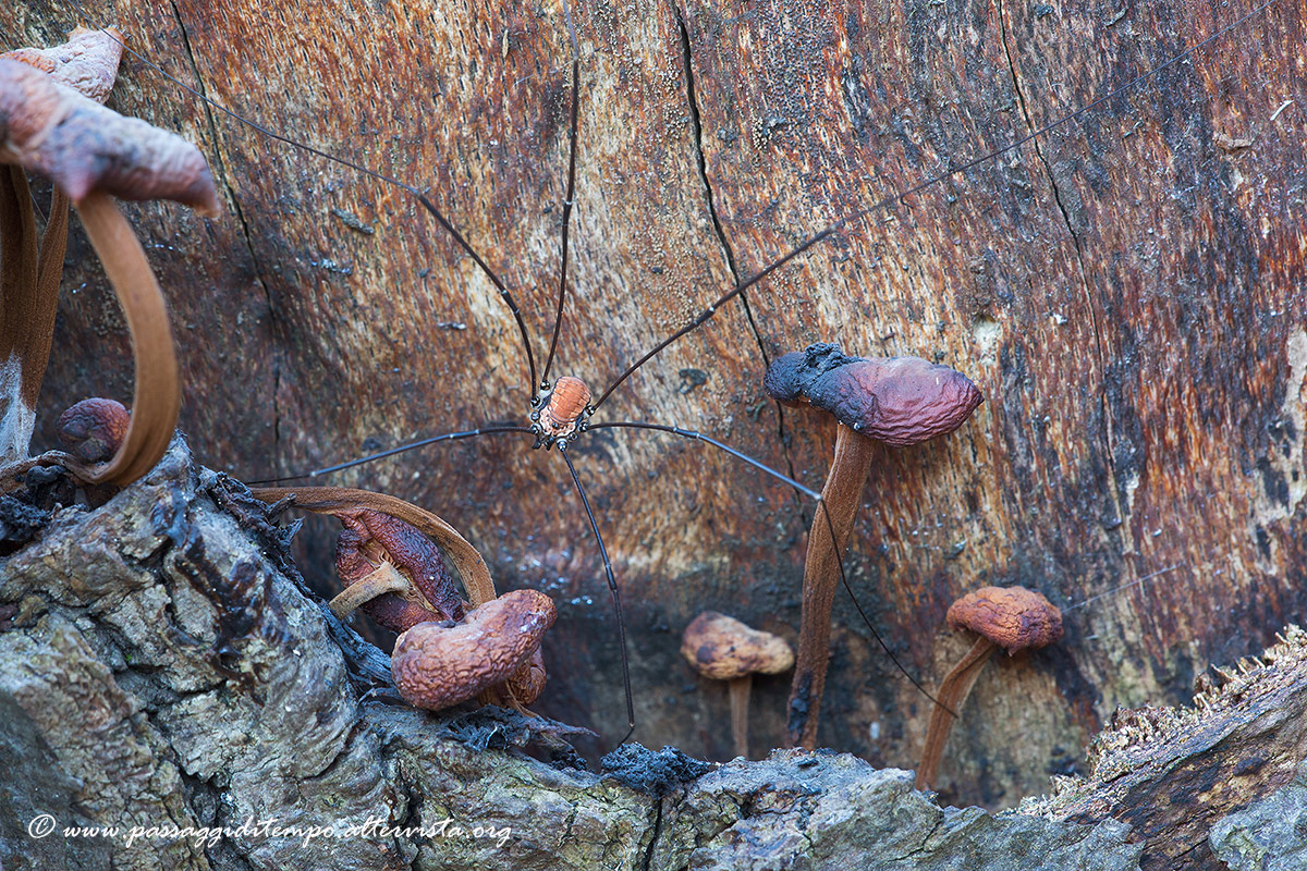 Harvestman and fungi