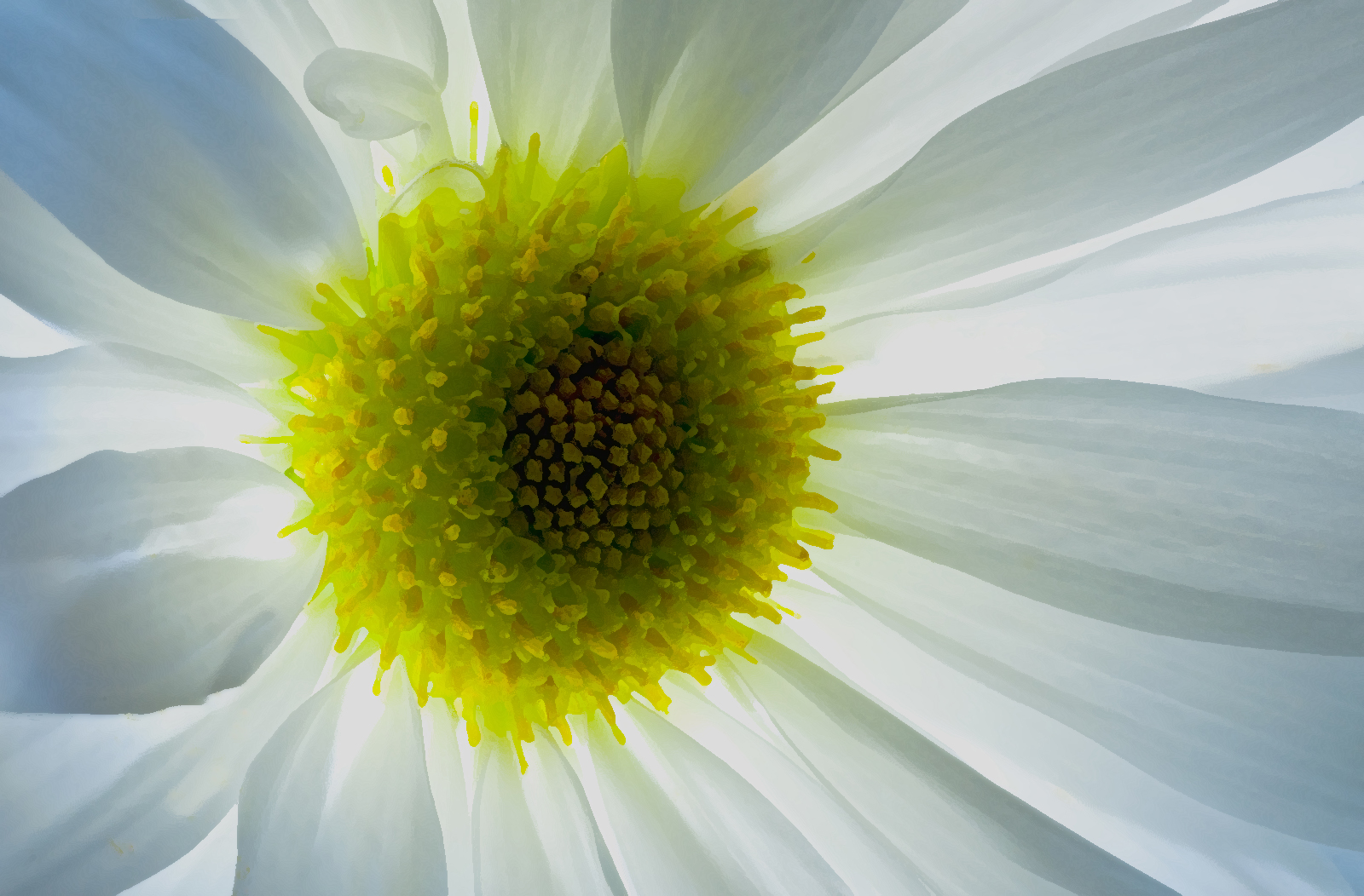 Chrysanthemum
