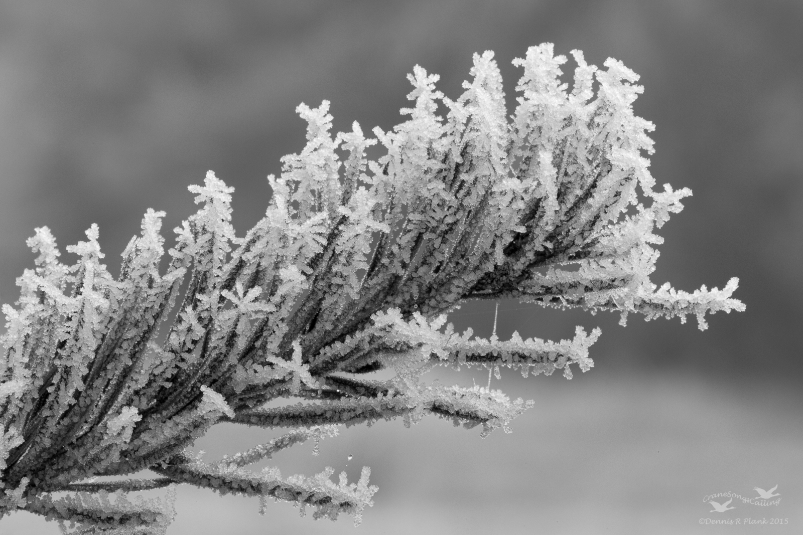 Frosted Fir