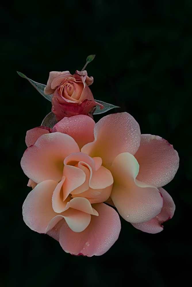 Fall colors of the roses