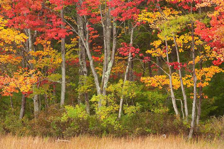 Autumn Tapestry