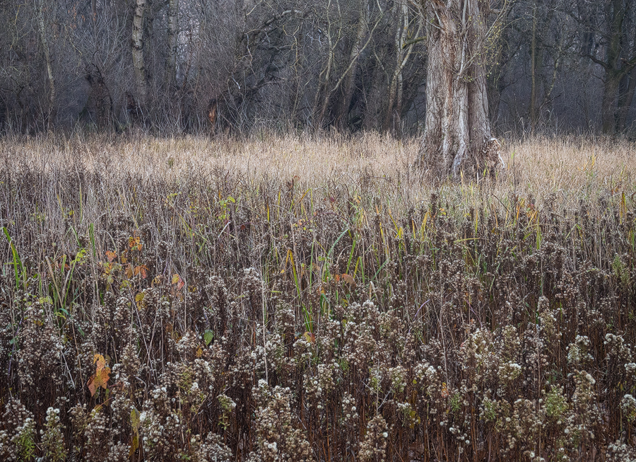 Floodplains at Dusk