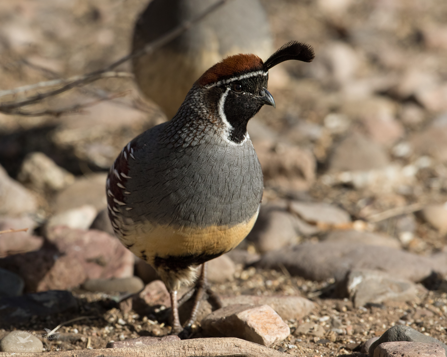 Gambel's Quail