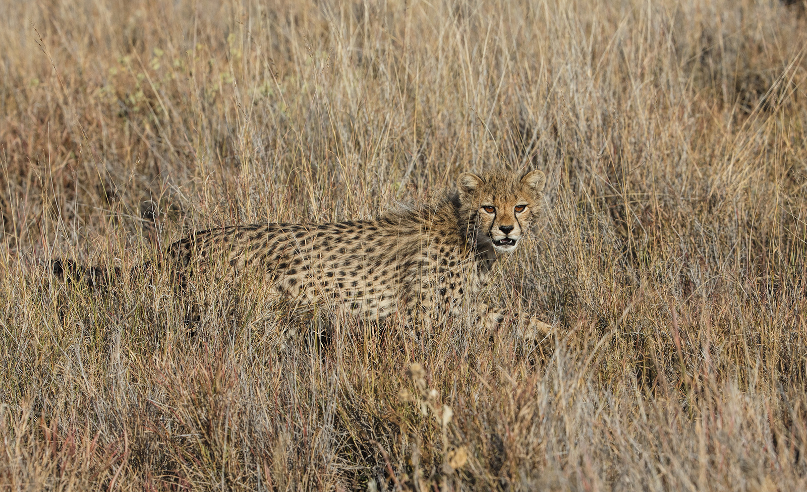 Hungry Cheetah