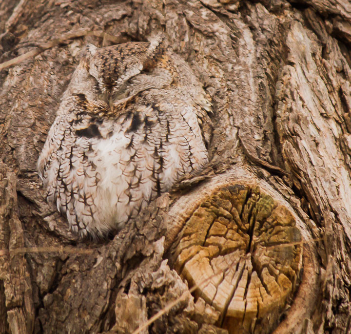 snug as a bug in a tree