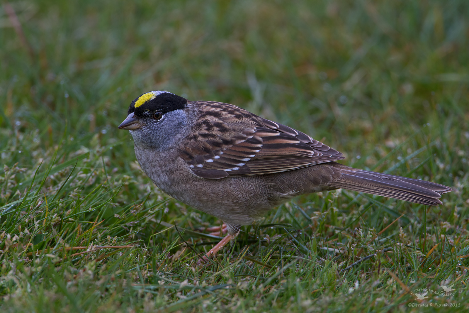 Golden-crowned Sp&Rpst