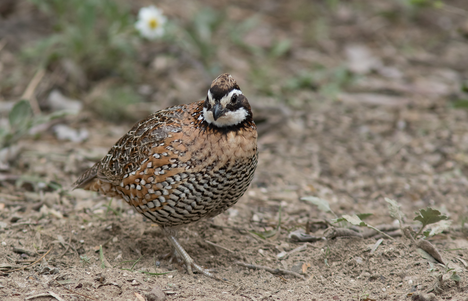 Bob-white Quail