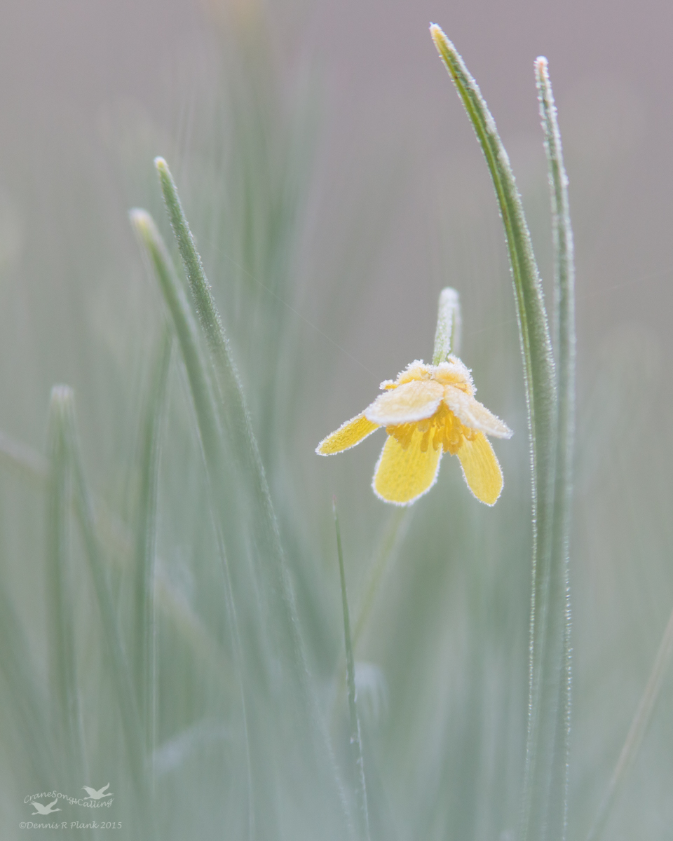 Buttercup