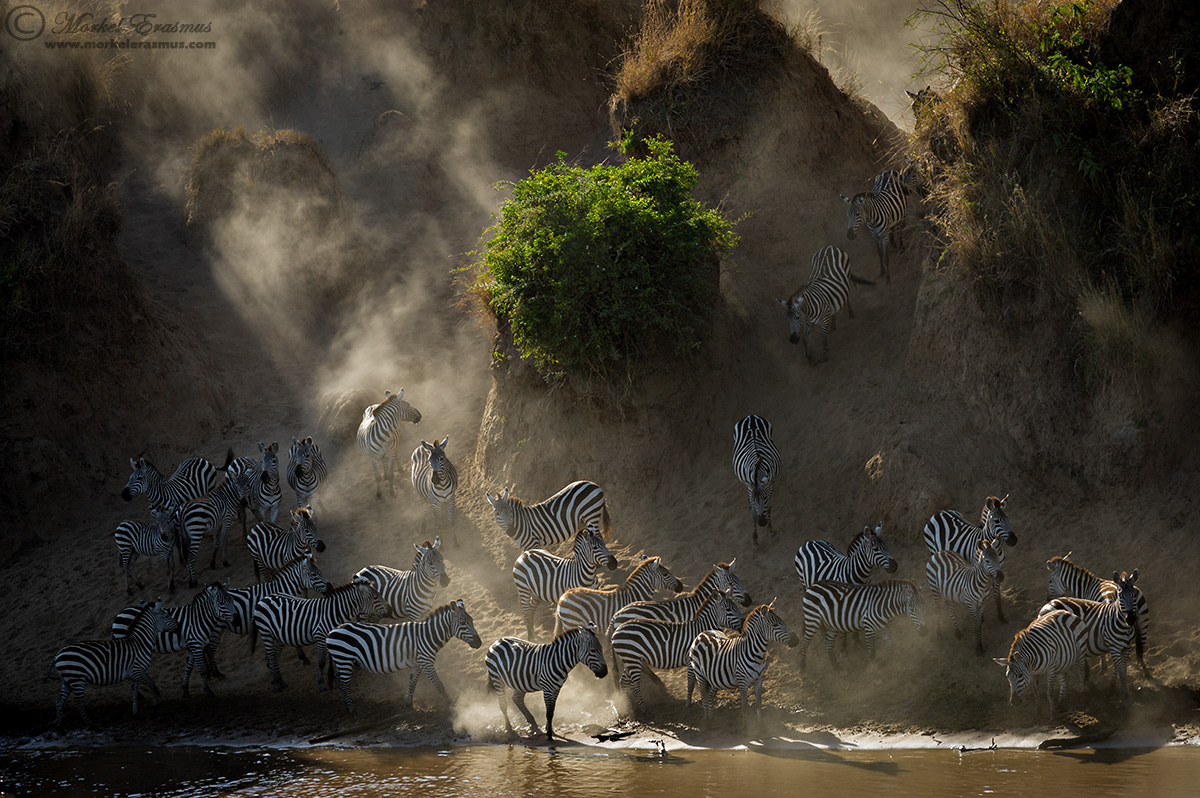 Wildlife - 1st HM