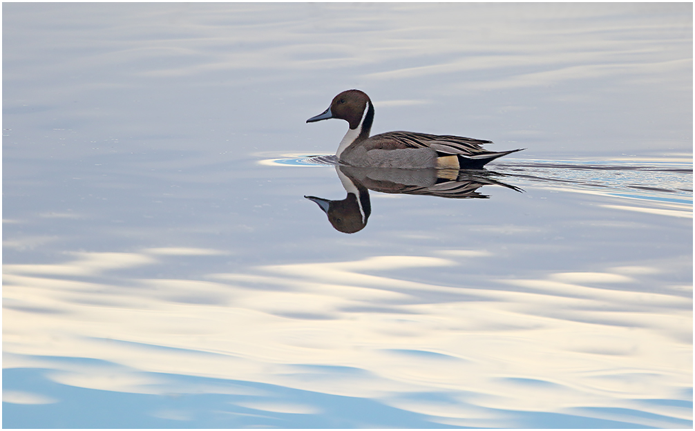 Northern Pintail