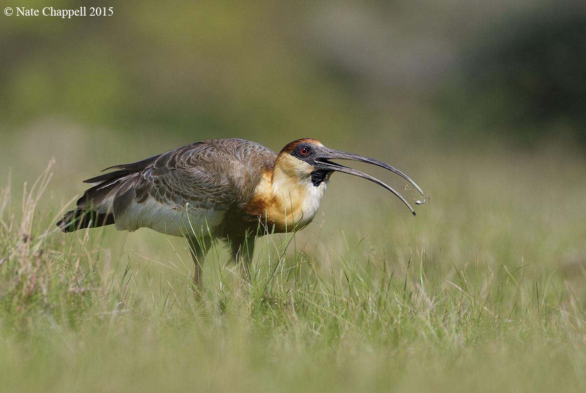 Buff-necked Ibis