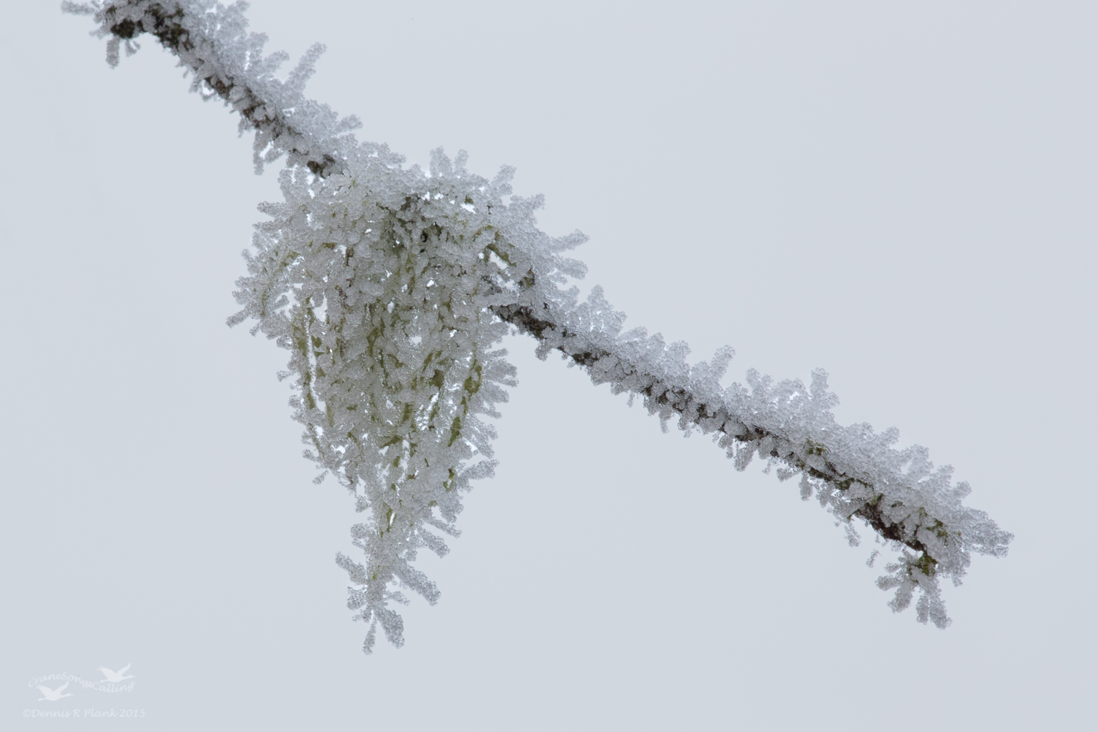 Frosted Lichen