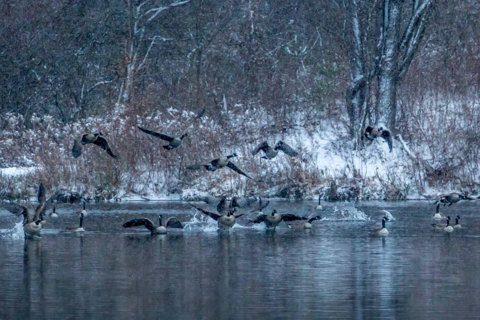 Geese in snow
