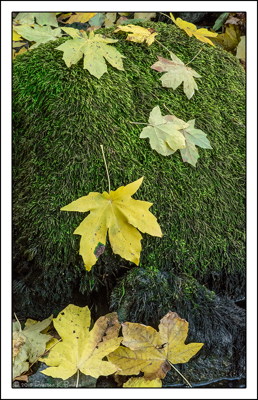 Yosemite Details #15 + rp