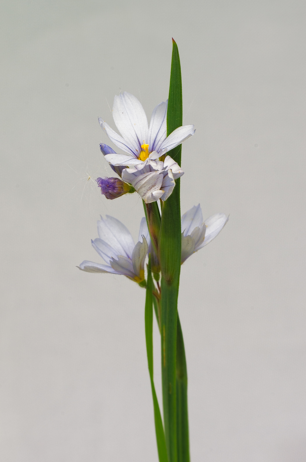 Blue-eyed Grass