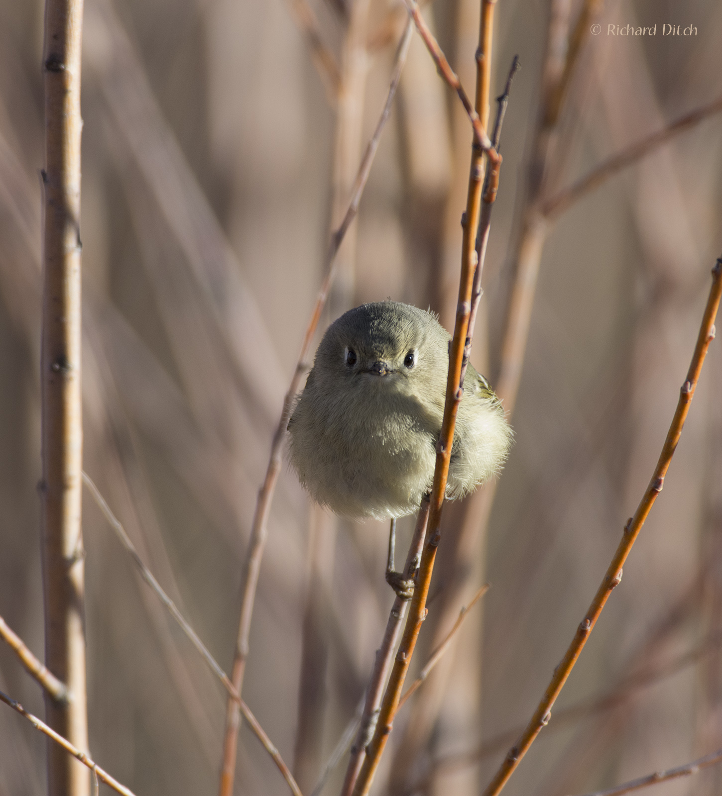 Ruby-crowned Kinglet