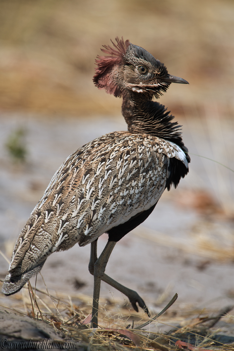 Red-crested Korhaan