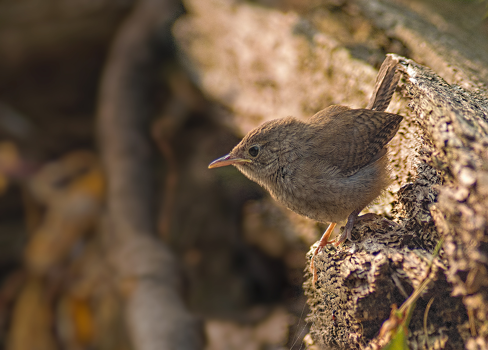 Baby House Wren