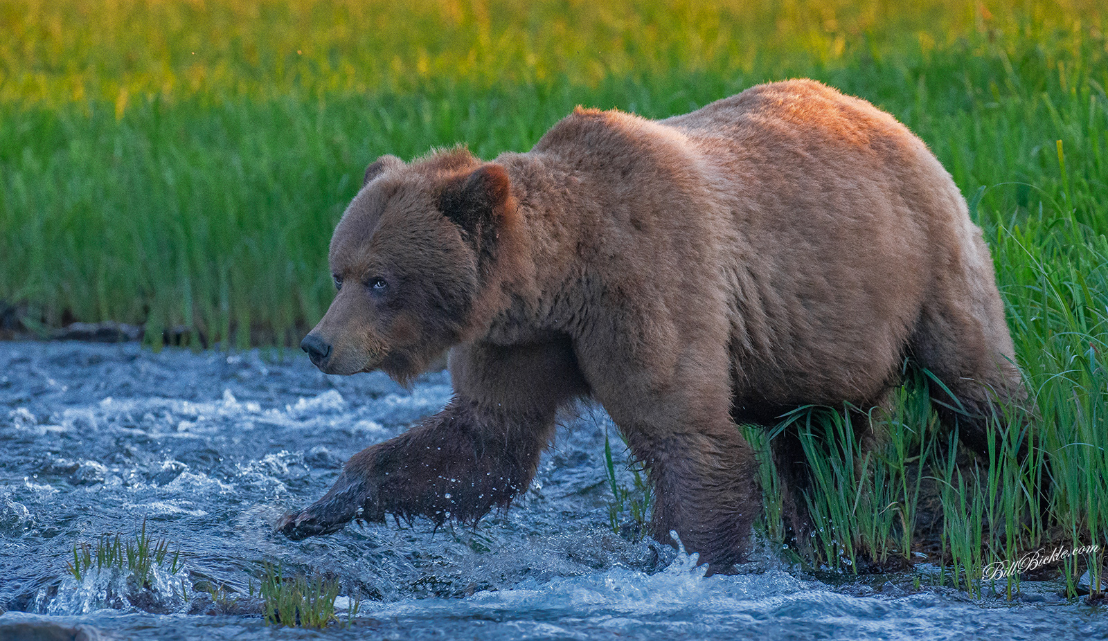 PROWLING 