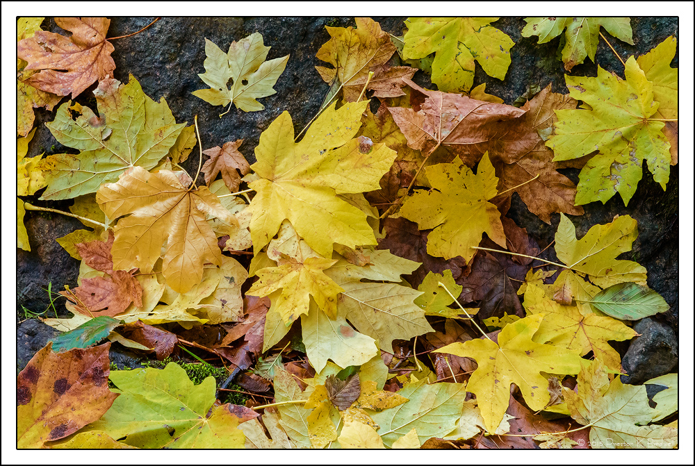 Yosemite Details #16 +rp