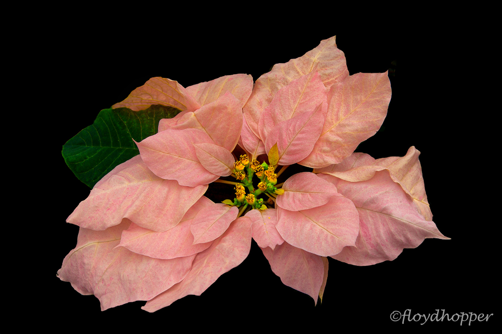 Pink Poinsettia