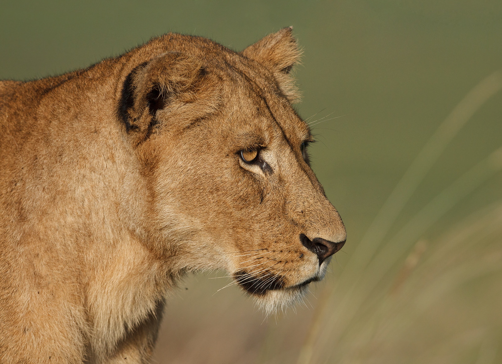 Young Female Lion