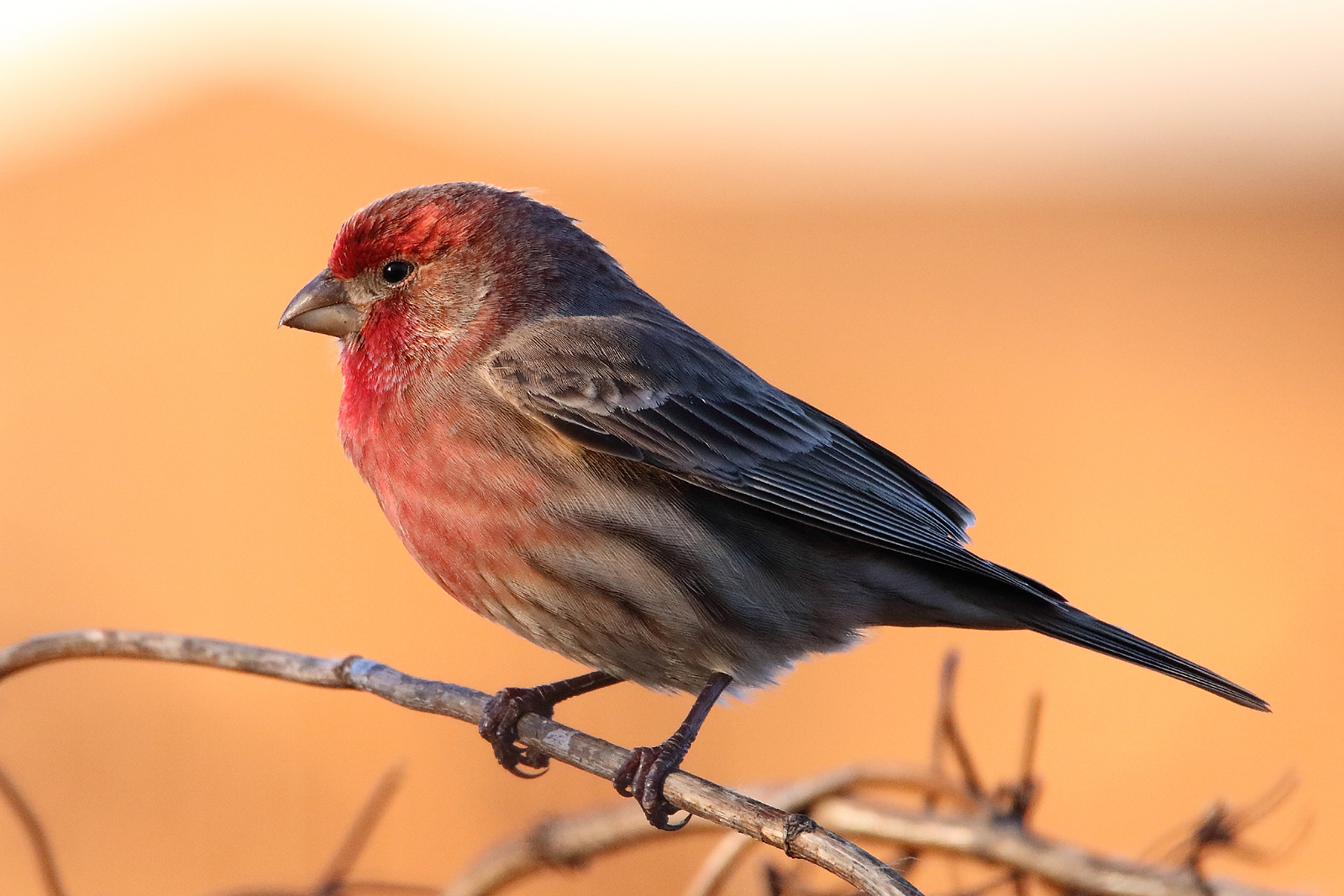 House finch