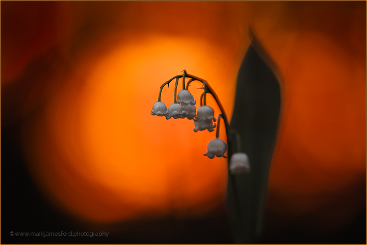 Sunset Bells