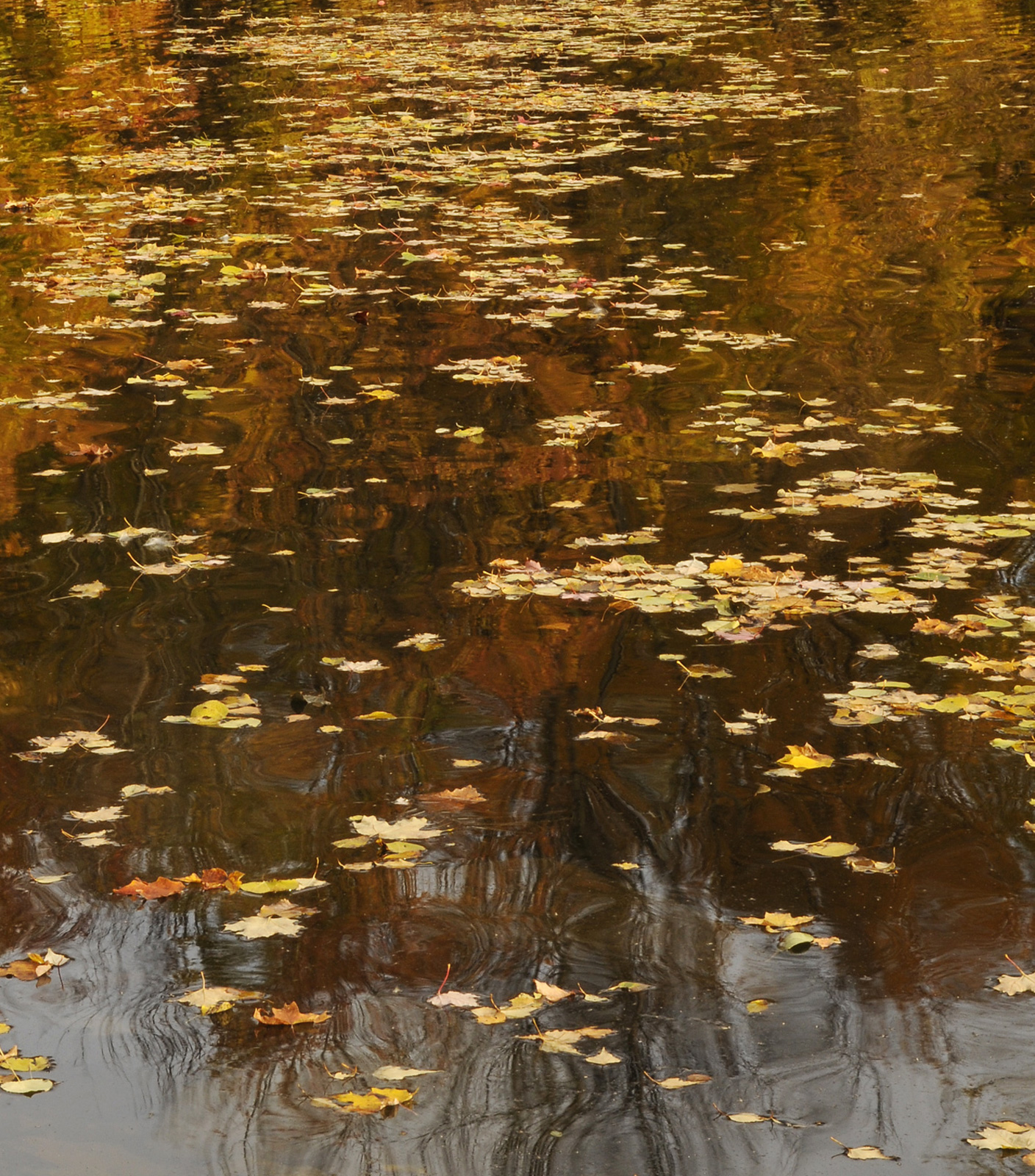 Autumn   reflections