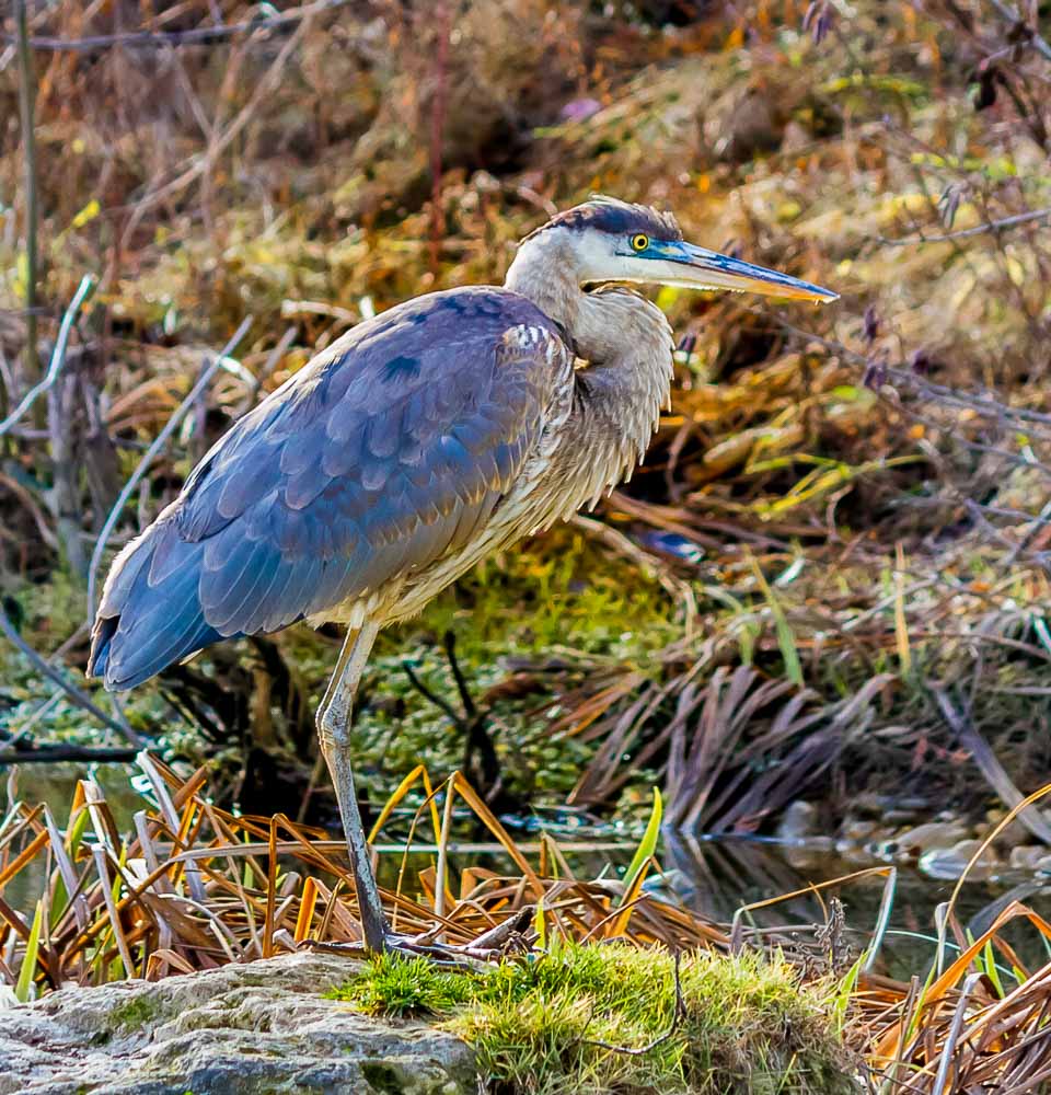 GB Heron on a Rock