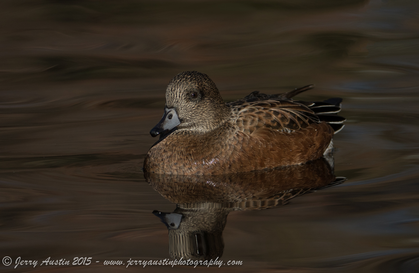 American Widgeon Hen