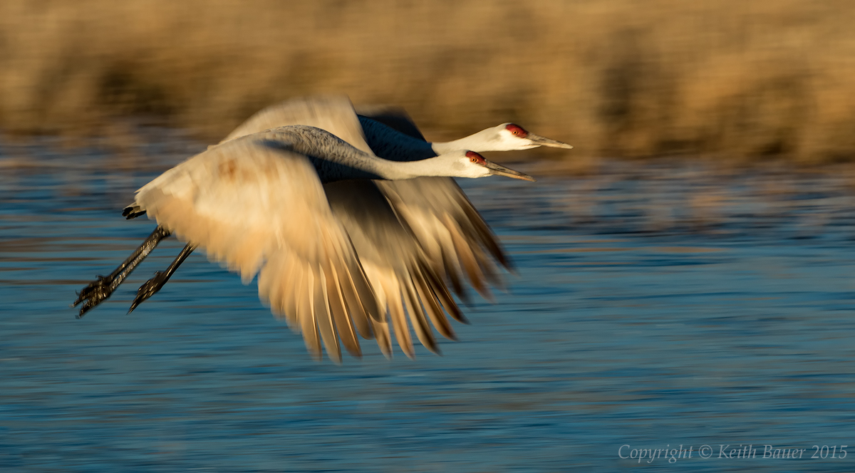 Sandhill Pair
