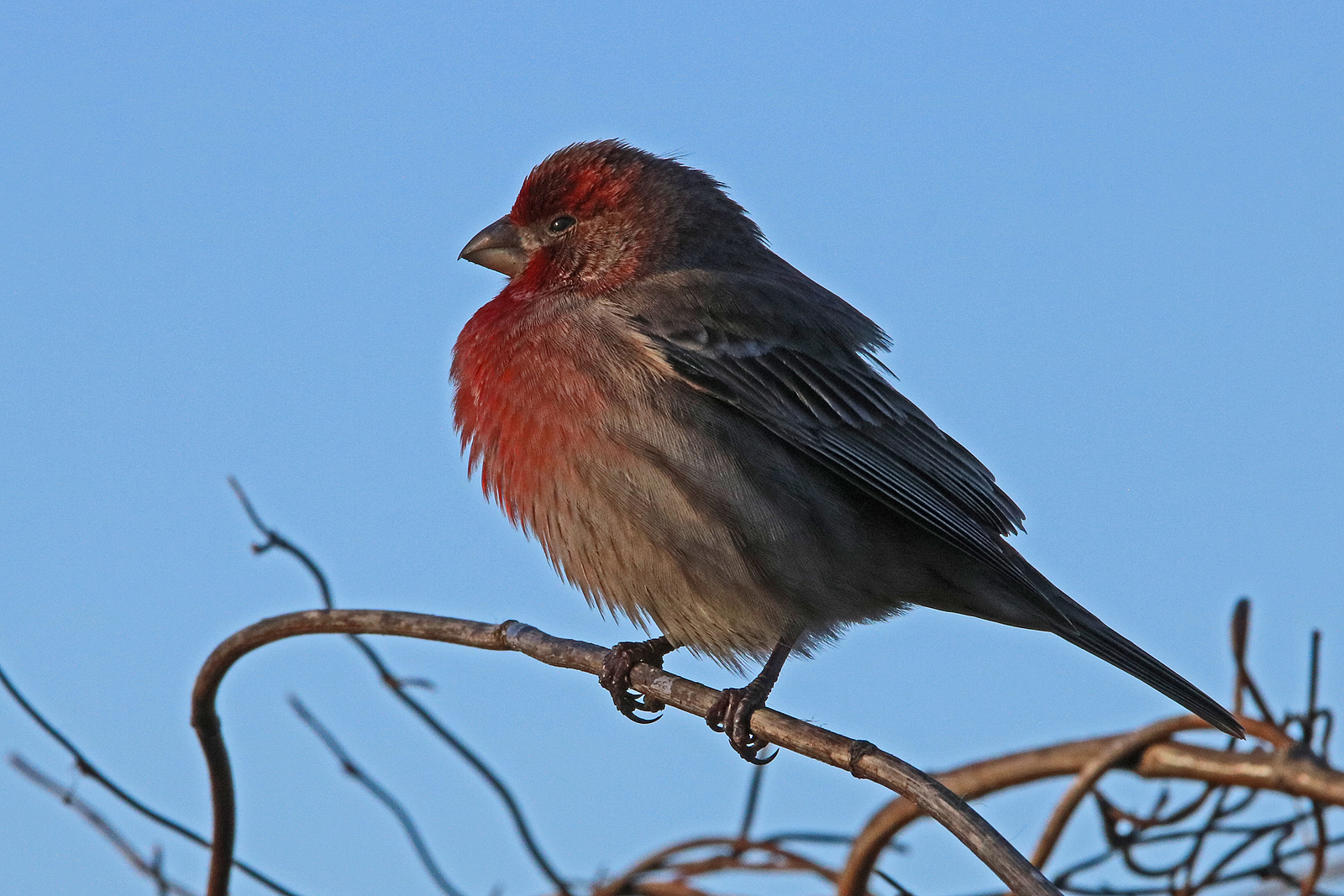 House finch 2 + repost