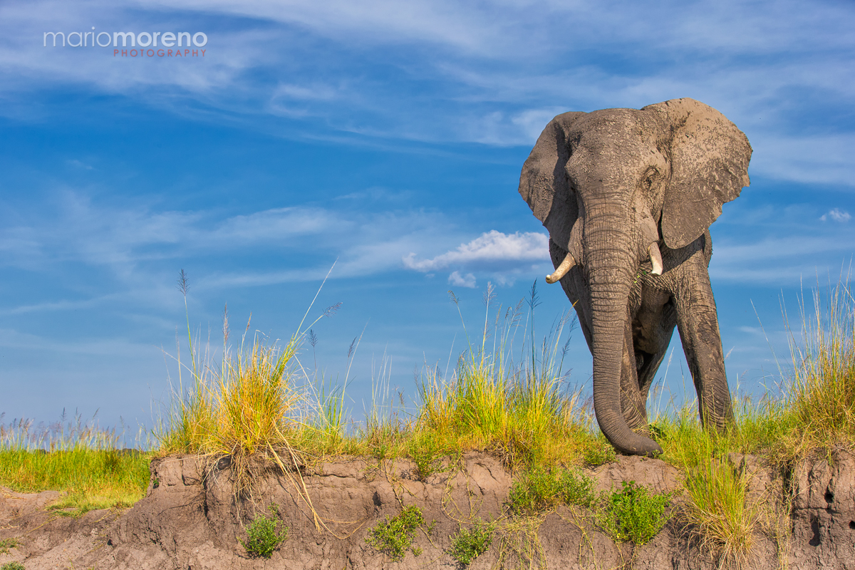 Elephant on The Edge