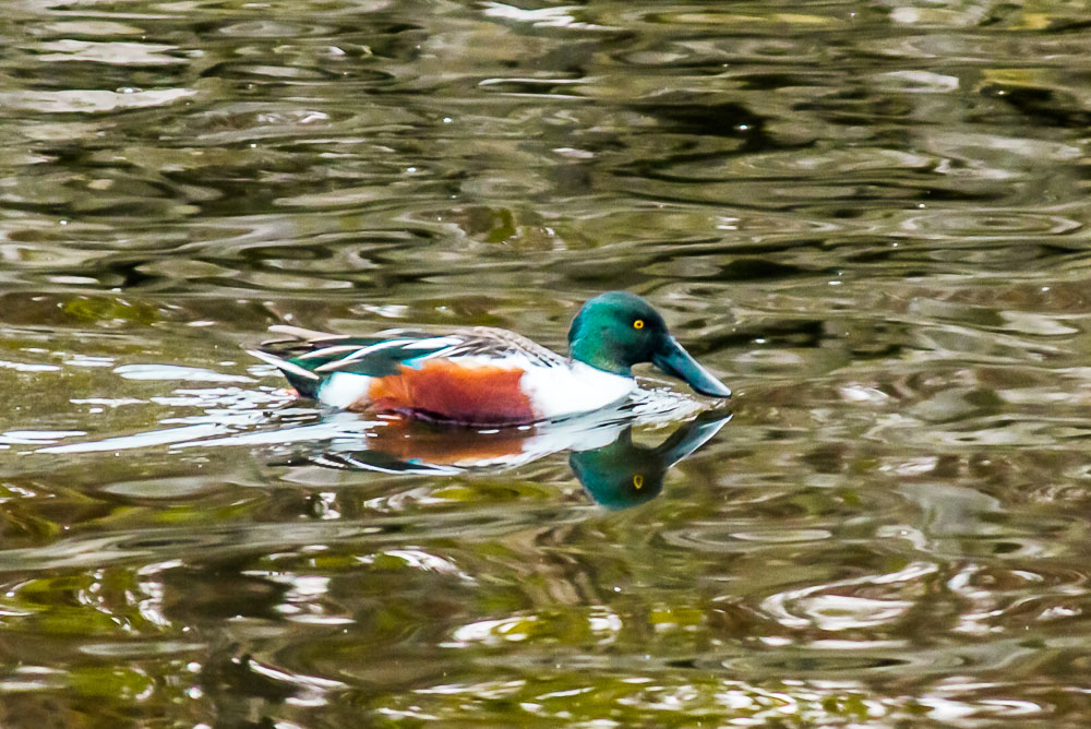 Northern Shoveler