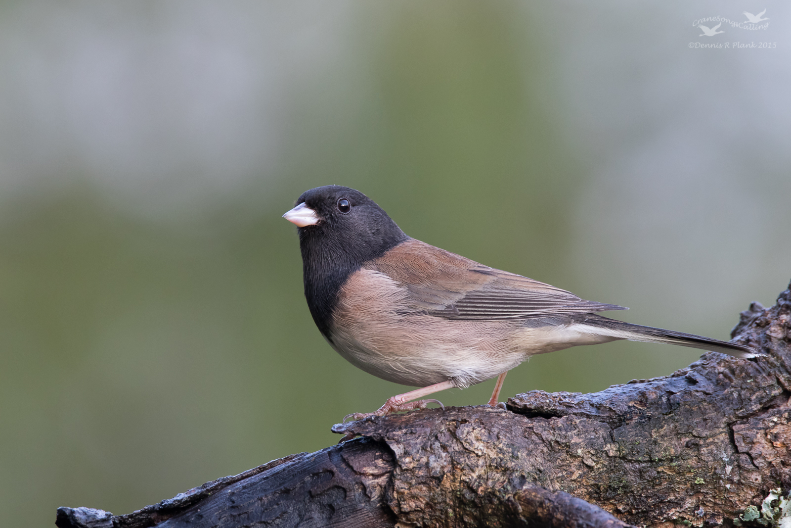 Dark-eyed Junco
