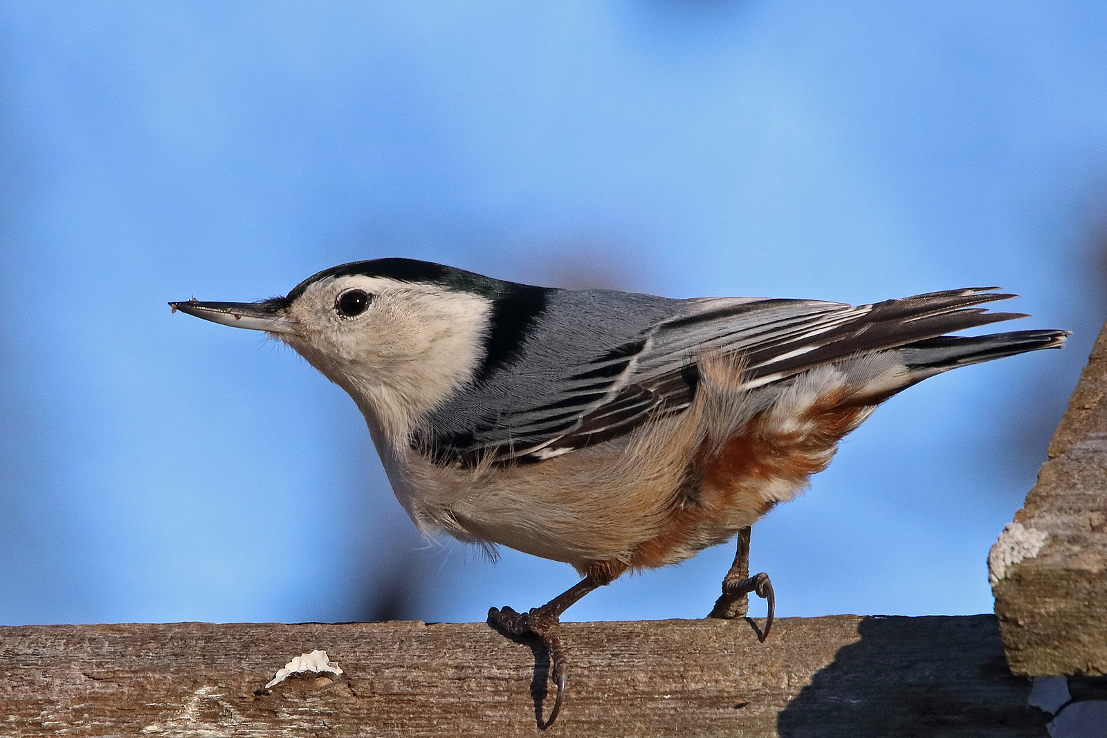 Nuthatch 