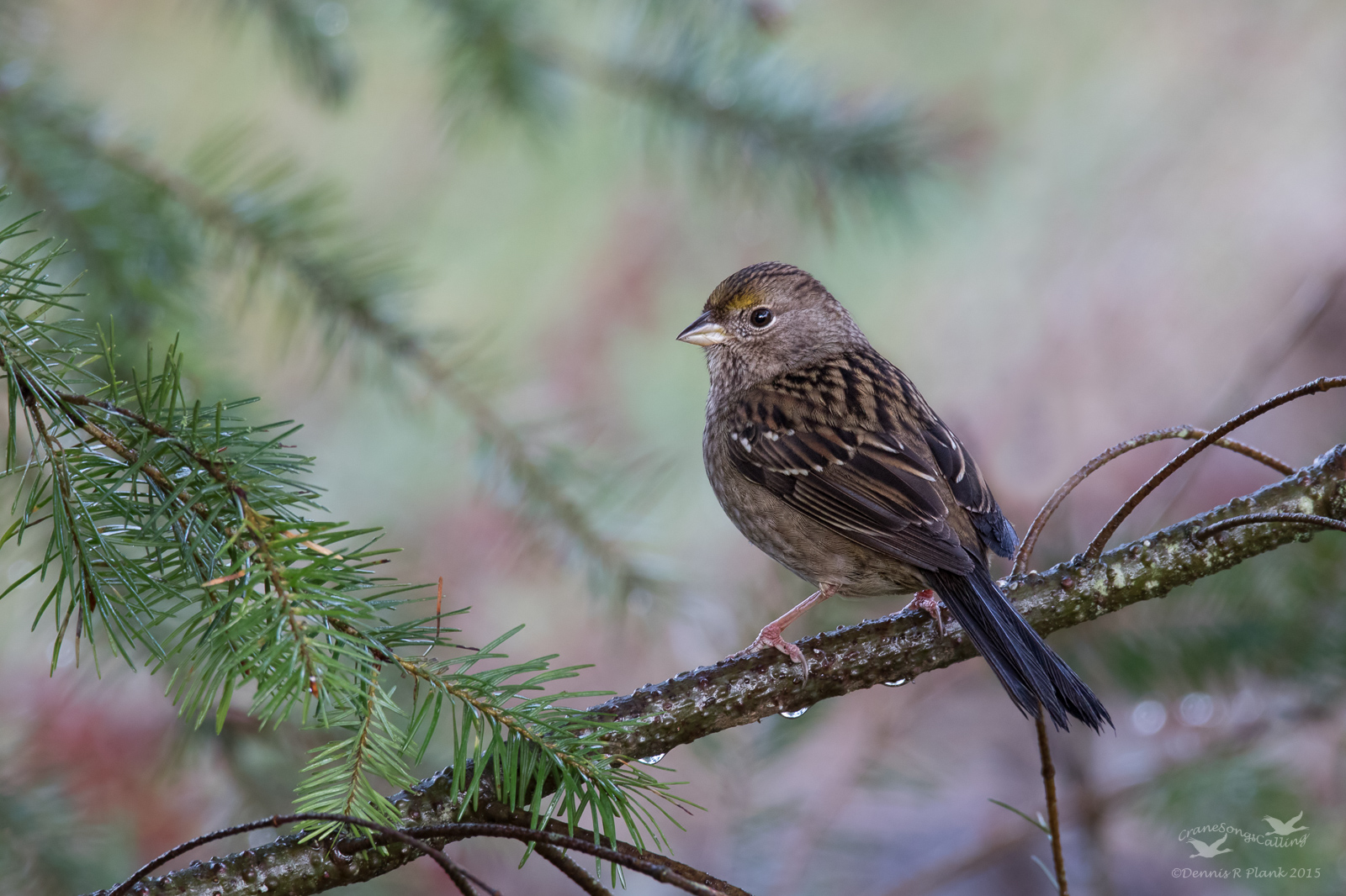 Golden-crowned Sparrow