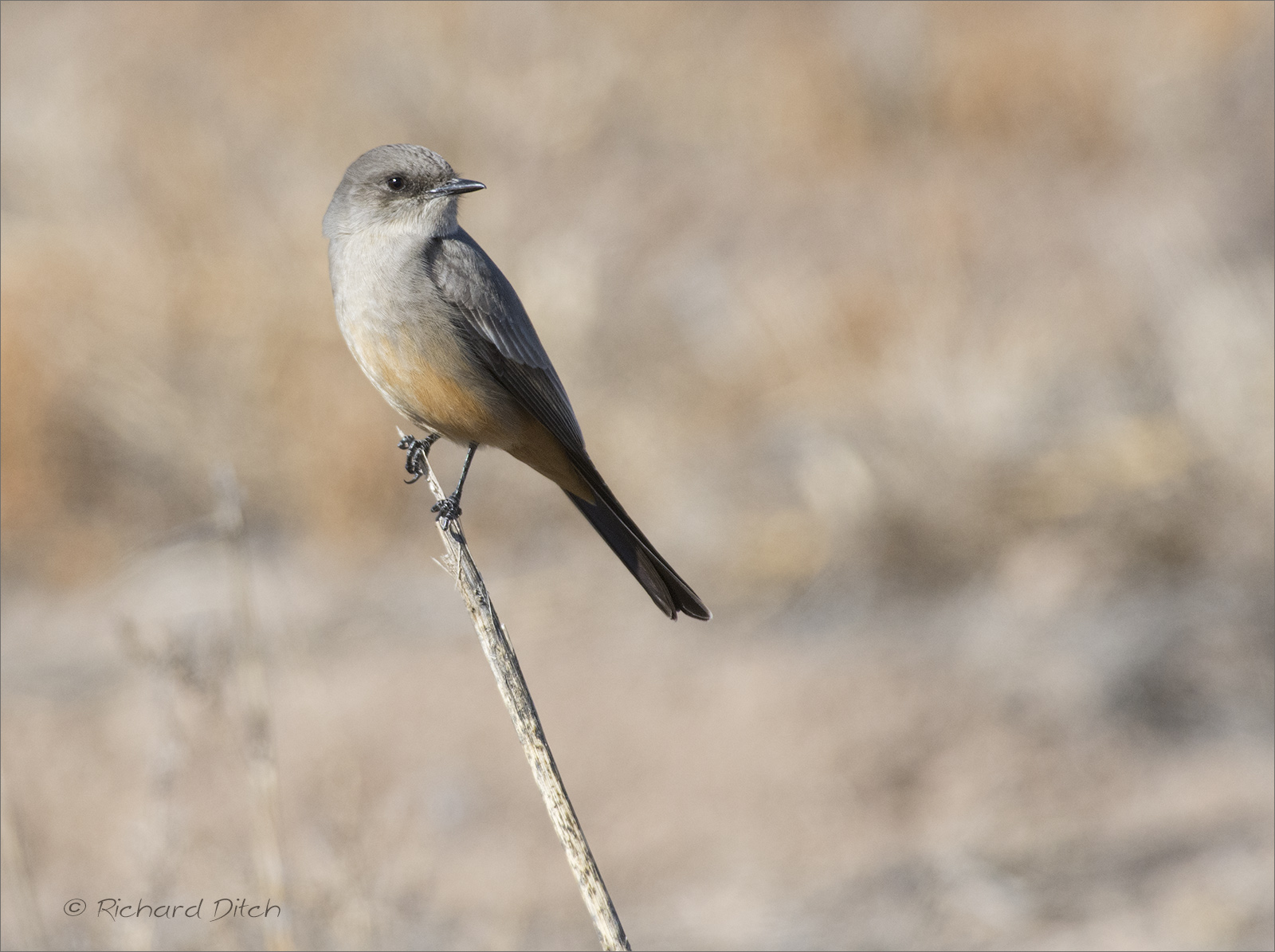 Say’s Phoebe