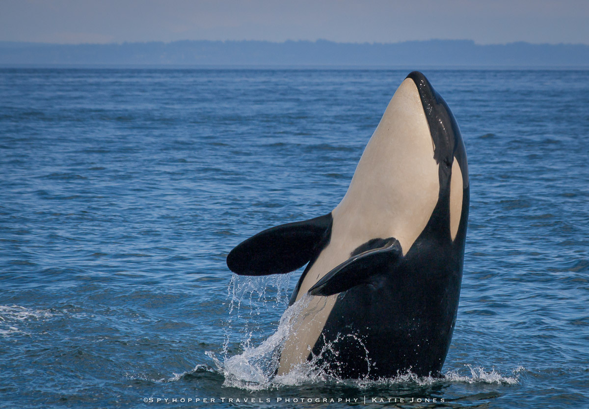 Orca Spyhop