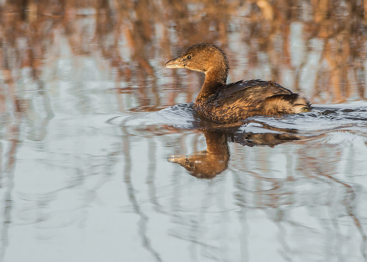 Pied Billed Grebe