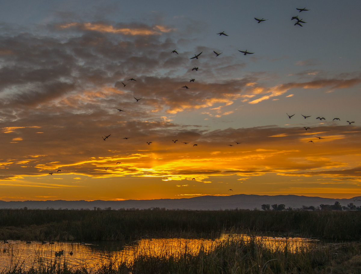 Sundog and Snow Geese