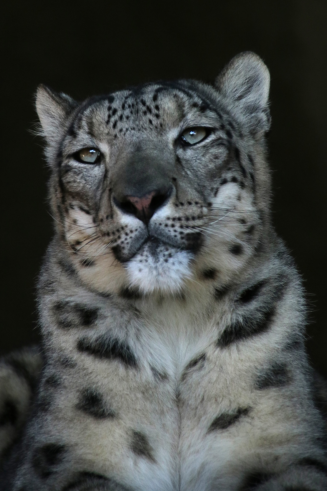 Snow leopard