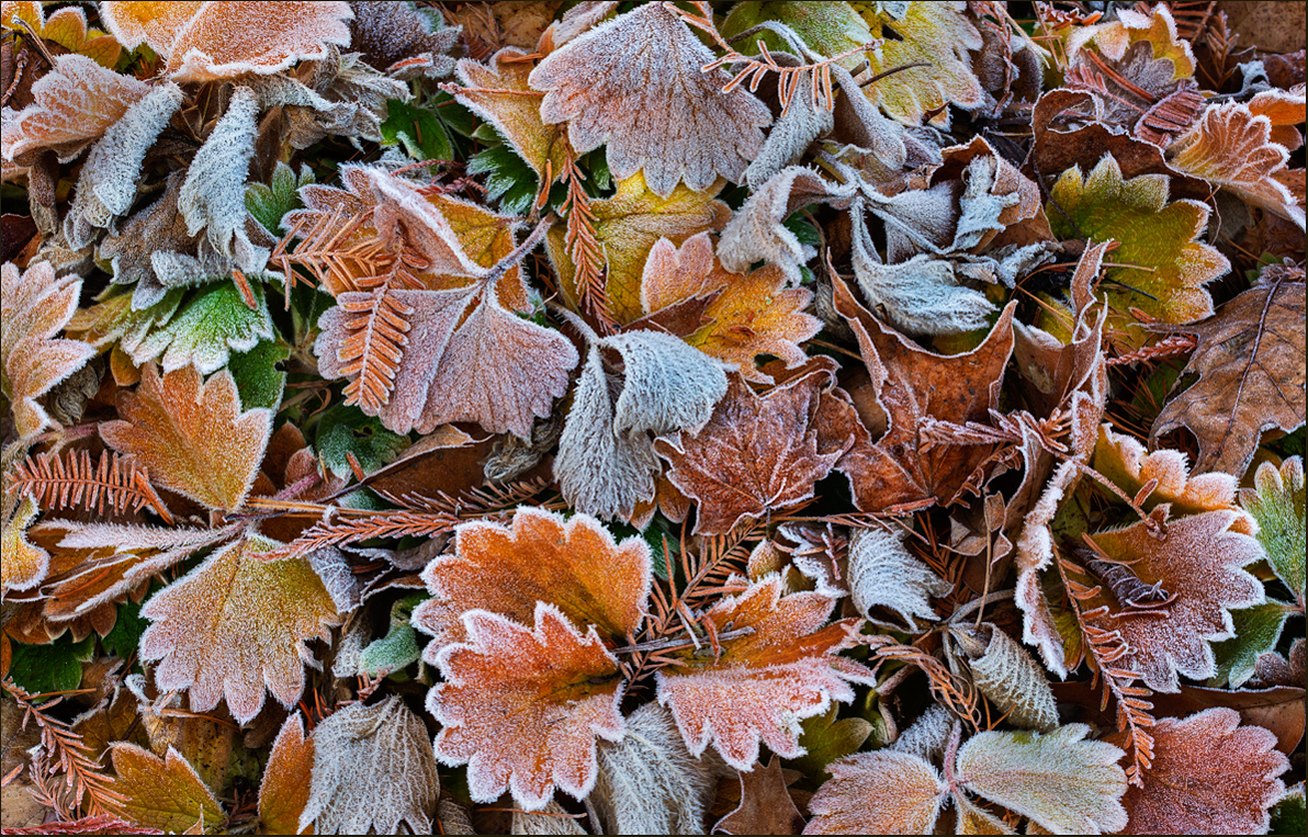 Touch of Frost Too