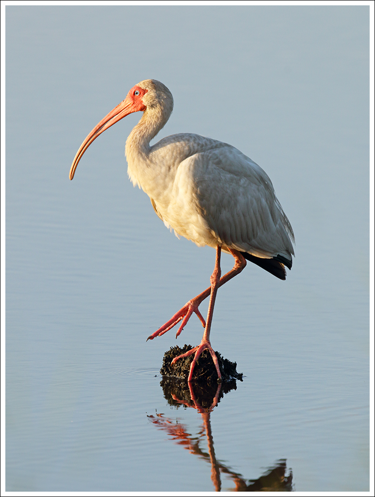 Ibis on a Stump