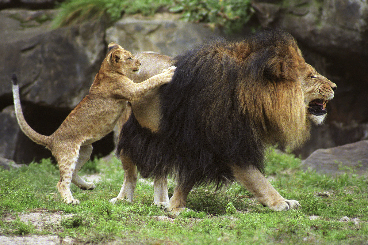 A bit of Barbary Lion