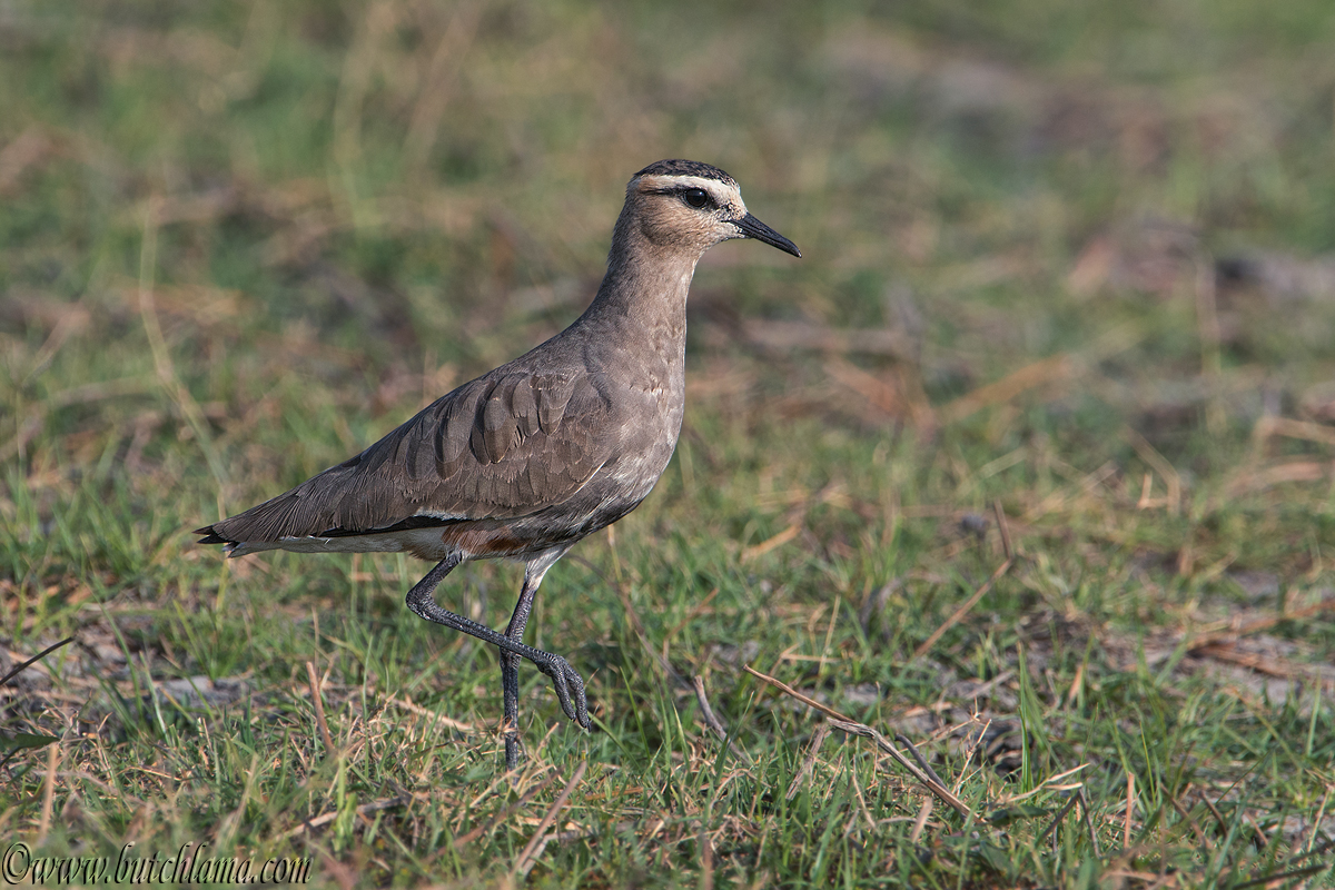 Sociable Lapwing