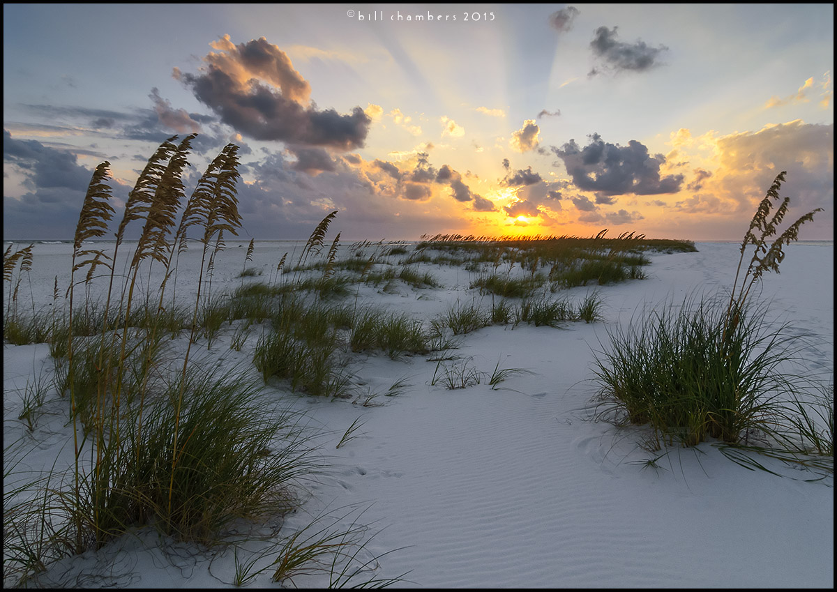 Sea Oats at Sunset