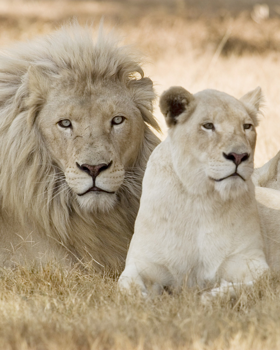 White Lions